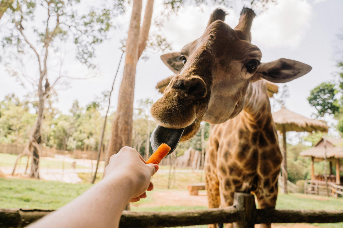 Visiting Bioparc Valencia with a Baby or Toddler — What You Need to Know