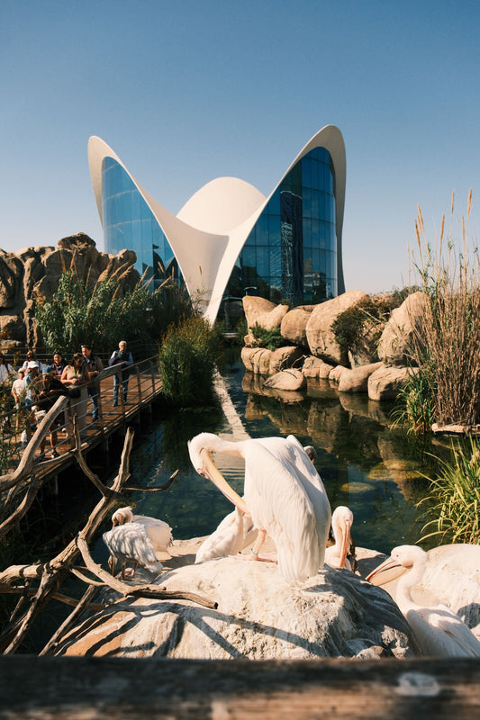 Visiting the Oceanogràfic with a baby? Here's what to know about strollers